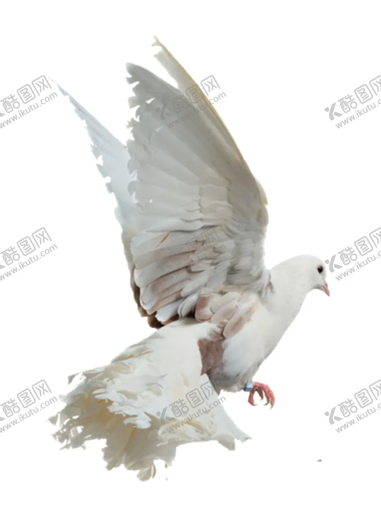 编号：75867204150656485798【酷图网】源文件下载-鸽子