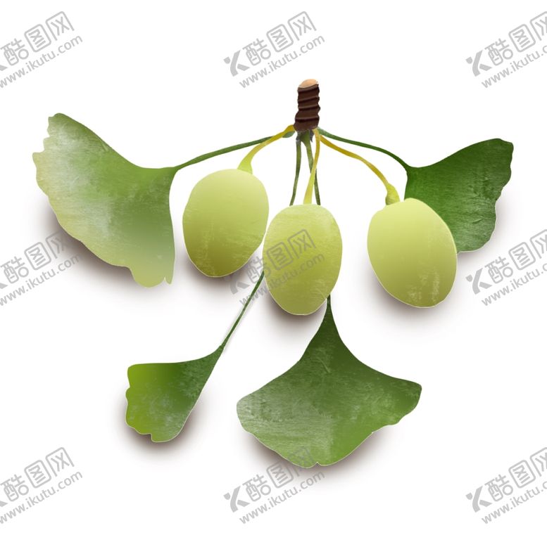 编号：93454609290319173253【酷图网】源文件下载-银杏果