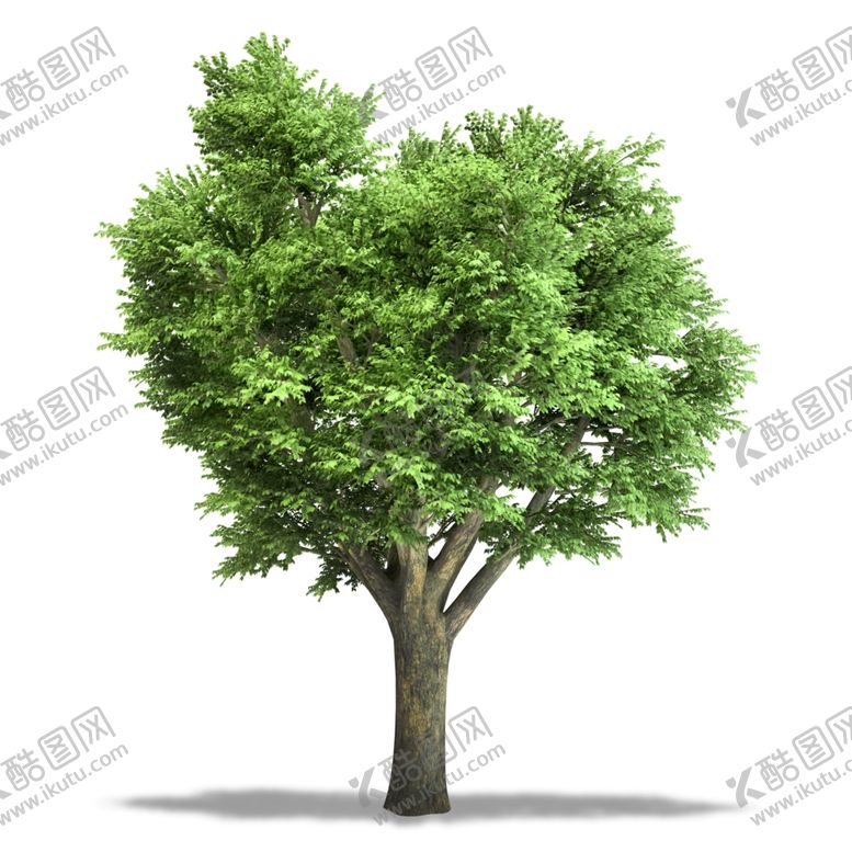 编号：92215510040814552757【酷图网】源文件下载-树木