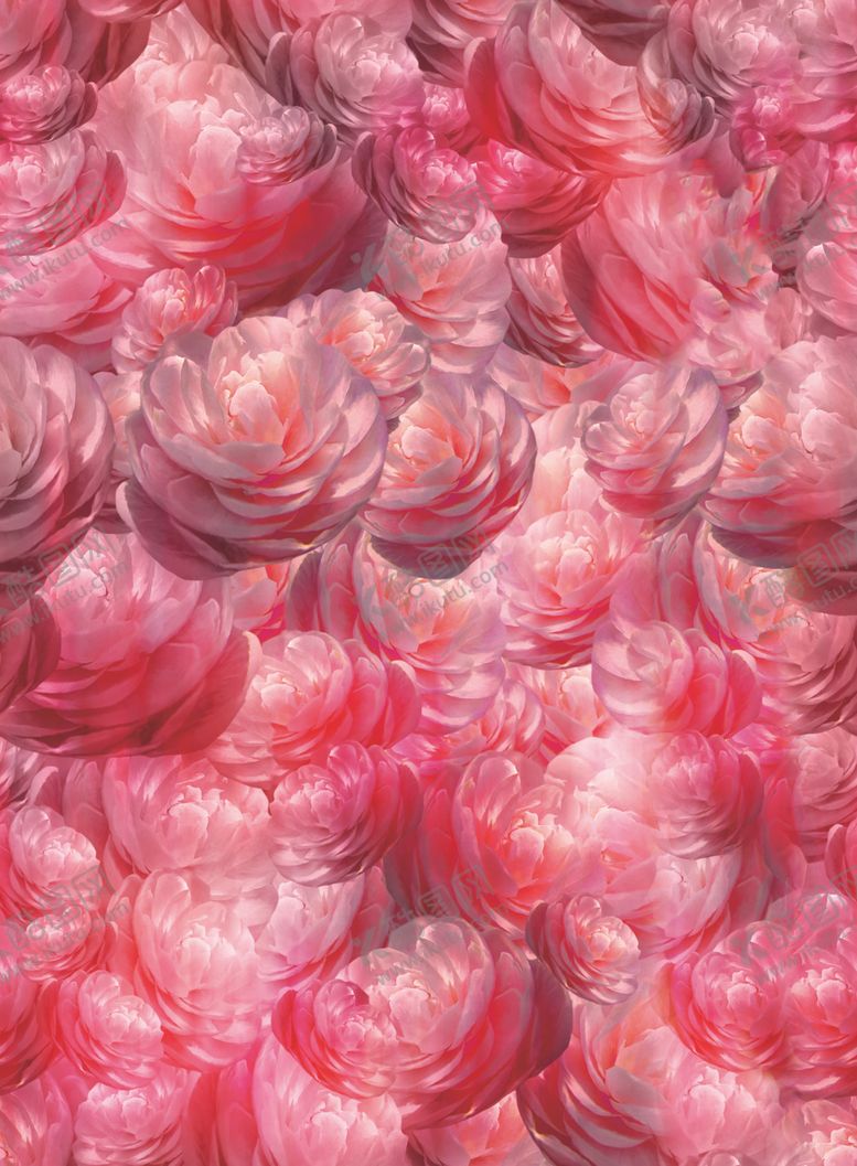 编号：96483511011808197024【酷图网】源文件下载-粉色茶花