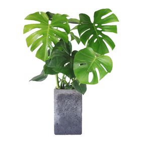 C4D植物花盆