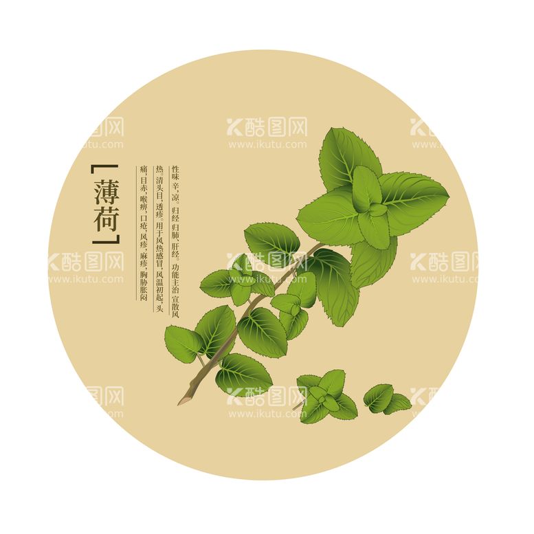 编号：46270809121343046237【酷图网】源文件下载-中药草本植物薄荷