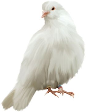 鸽子