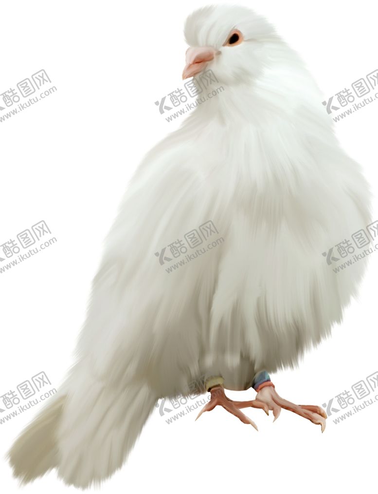 编号：22512505101521033961【酷图网】源文件下载-鸽子