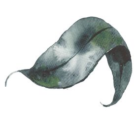 小清新水彩植物