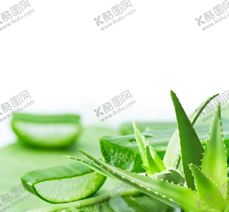 编号：93575902060546466875【酷图网】源文件下载-芦荟