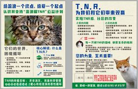 流浪猫宣传单