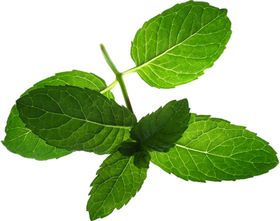 薄荷