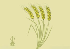 小麦