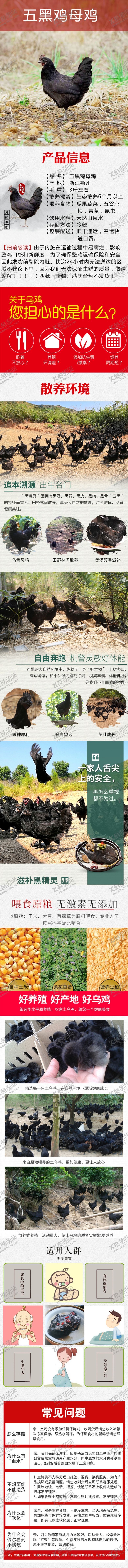 编号：67260110170102248213【酷图网】源文件下载-五黑鸡母鸡产品详情