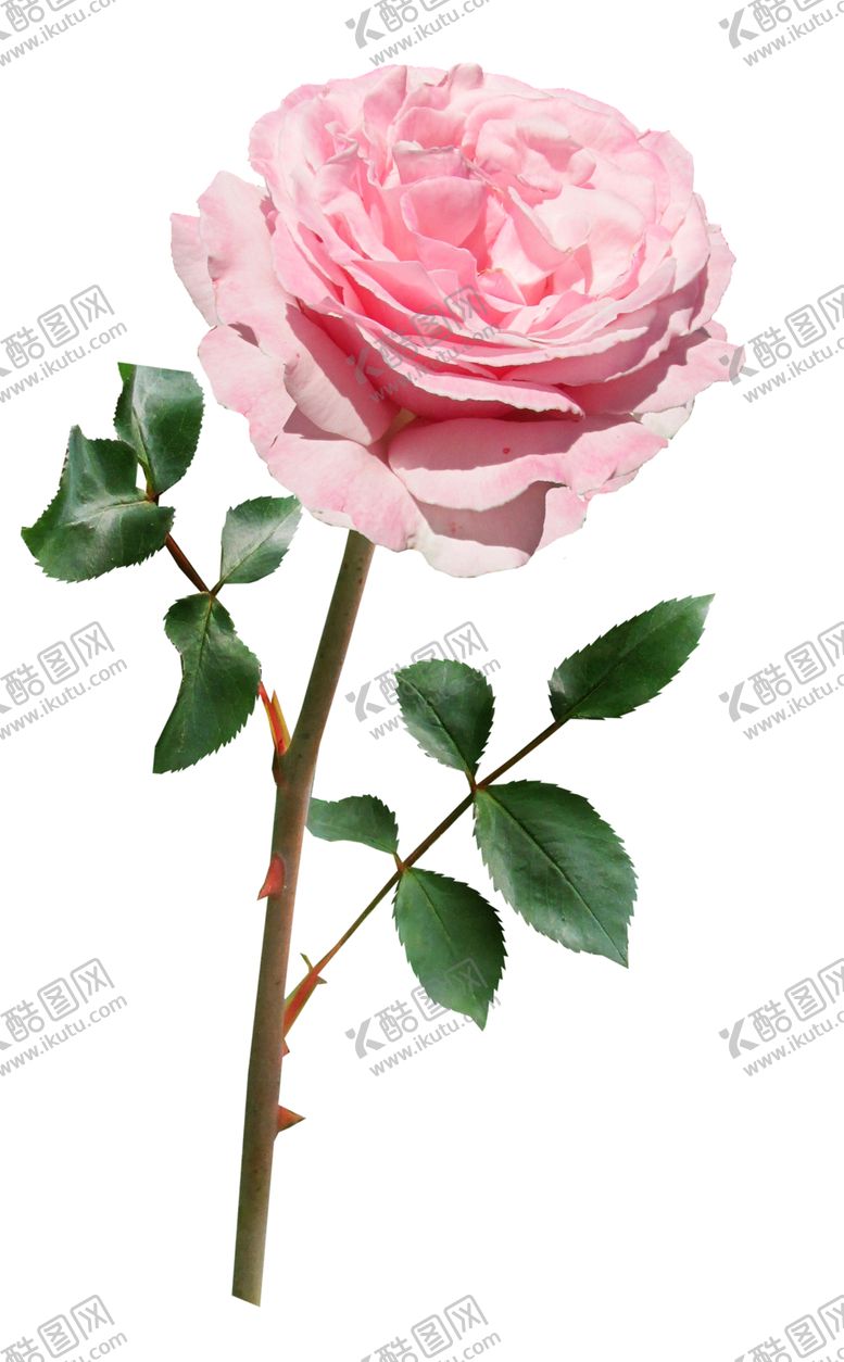 编号：15301502090916175033【酷图网】源文件下载-玫瑰花