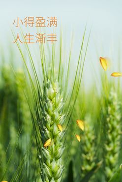 小满节气海报农作物麦粒饱满