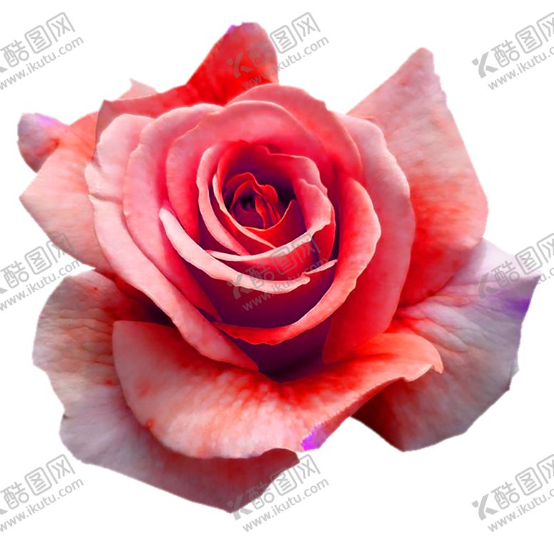 编号：10302911010617361748【酷图网】源文件下载-鲜花素材