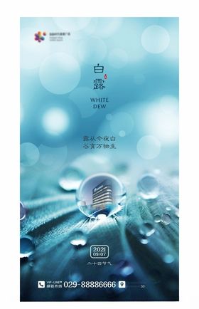 二十四节气海报白露图片