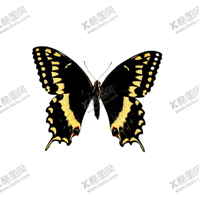 编号：70673605130827319230【酷图网】源文件下载-蝴蝶透明PNG免扣