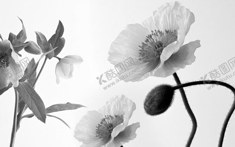编号：82645507121510022418【酷图网】源文件下载-素雅花朵电视背景墙