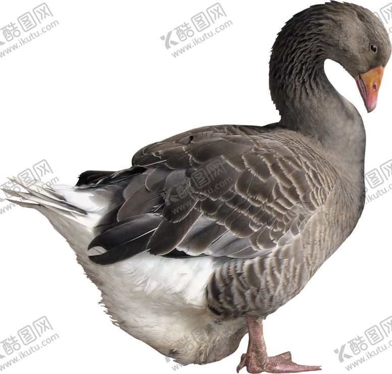 编号：20365207080651099444【酷图网】源文件下载-家禽鸭子鹅元素