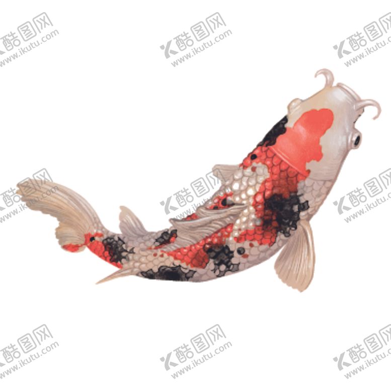 编号：87002810021629518839【酷图网】源文件下载-鲤鱼插画图案