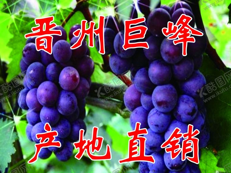 编号：18496702171334195409【酷图网】源文件下载-巨峰葡萄