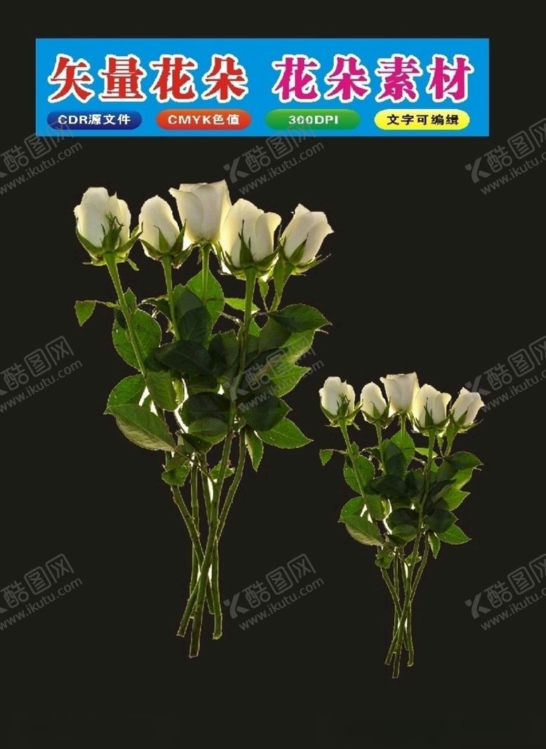 编号：60234210170454398907【酷图网】源文件下载-花卉牡丹花