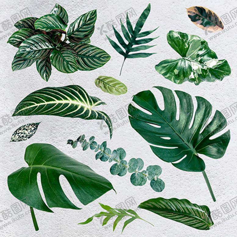 热带叶子植物矢量春天自然