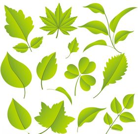 手绘绿色树叶