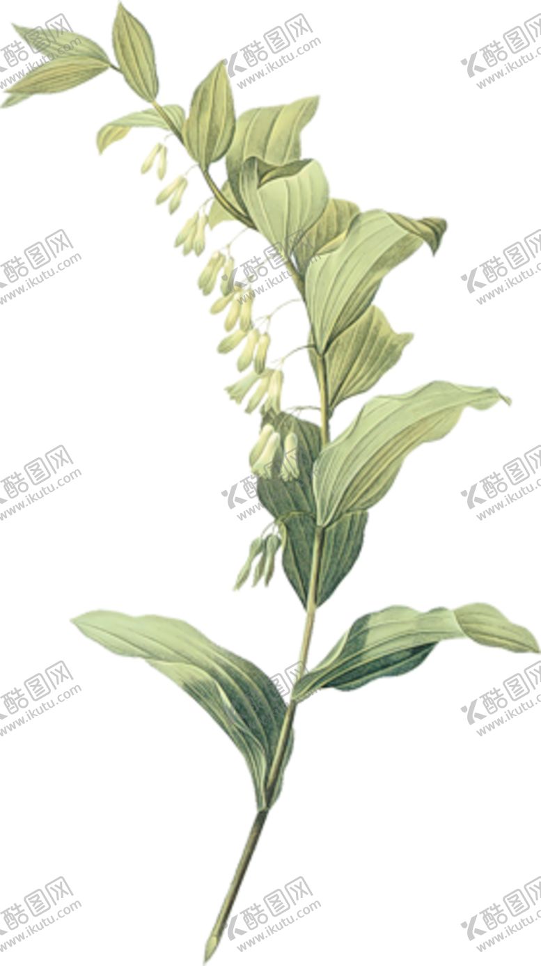 编号：25296506281311058427【酷图网】源文件下载-叶子素材