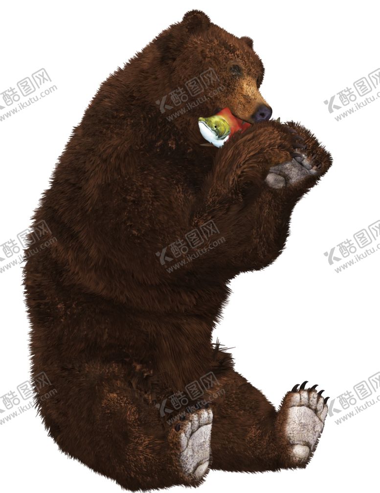 编号：77078010061016586305【酷图网】源文件下载-棕熊