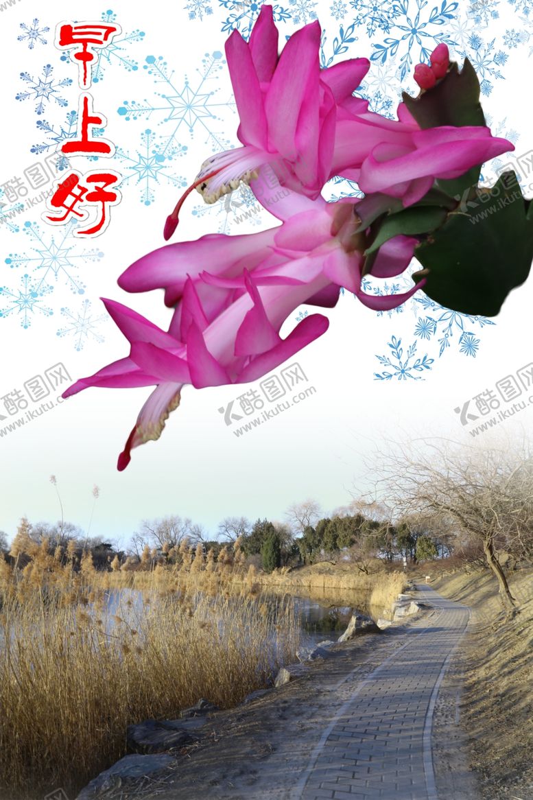 编号：13438009150853001399【酷图网】源文件下载-蟹爪莲