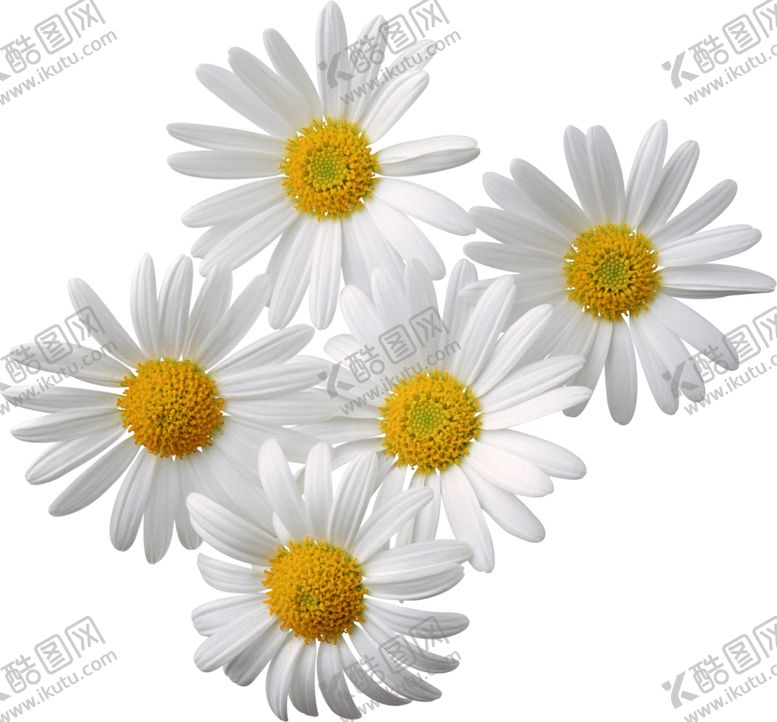 编号：45752007030607259275【酷图网】源文件下载-小雏菊