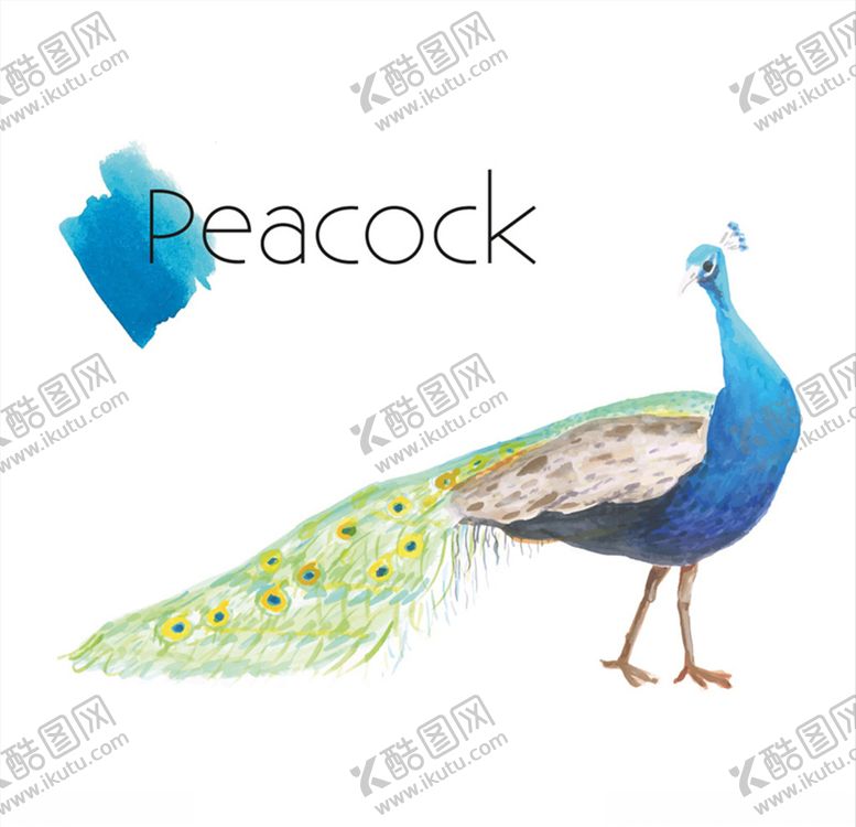 编号：61043506190145244488【酷图网】源文件下载-水彩绘美丽孔雀矢量素材