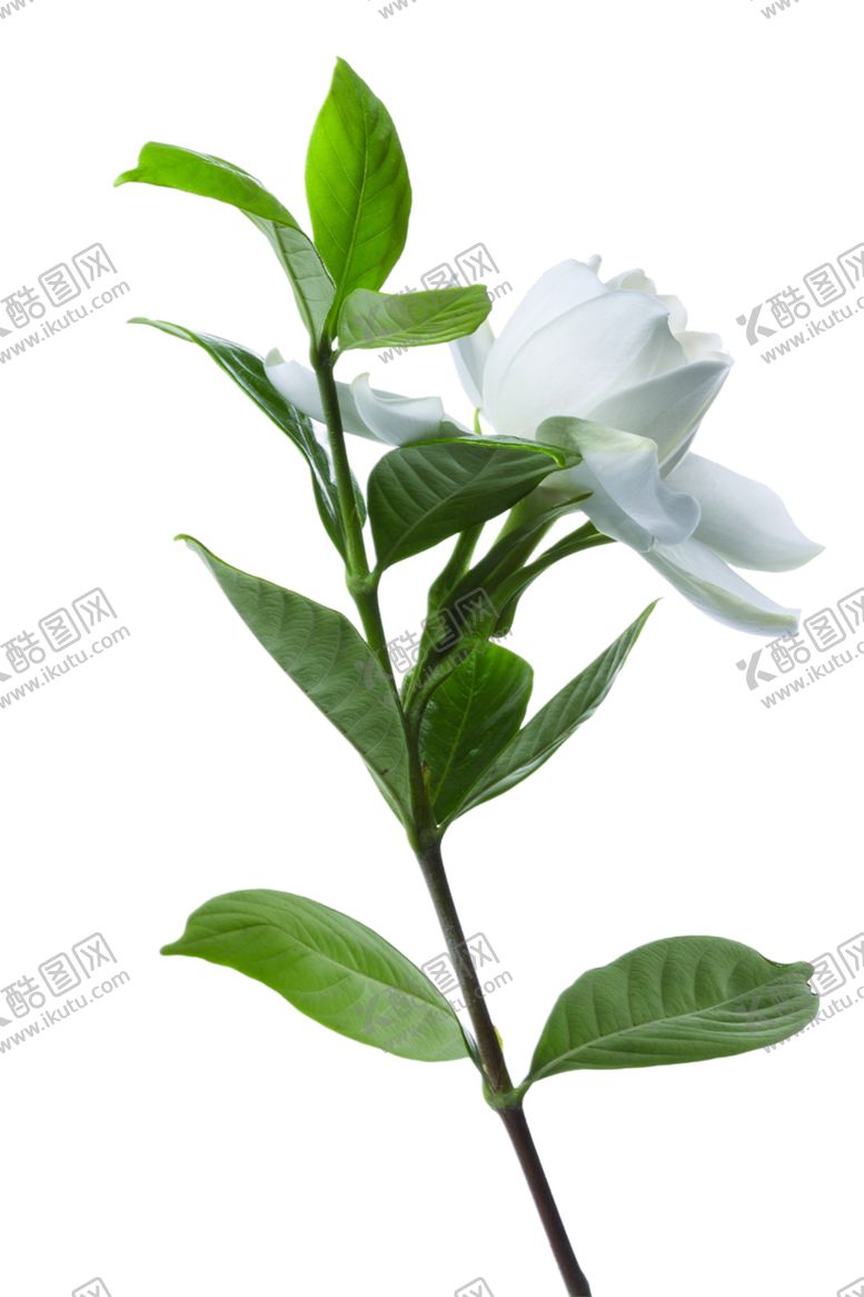 编号：83944401221204588241【酷图网】源文件下载-玫瑰花素材