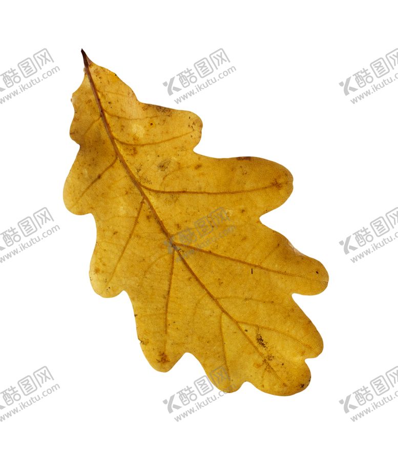 编号：16766209290308305518【酷图网】源文件下载-枫叶