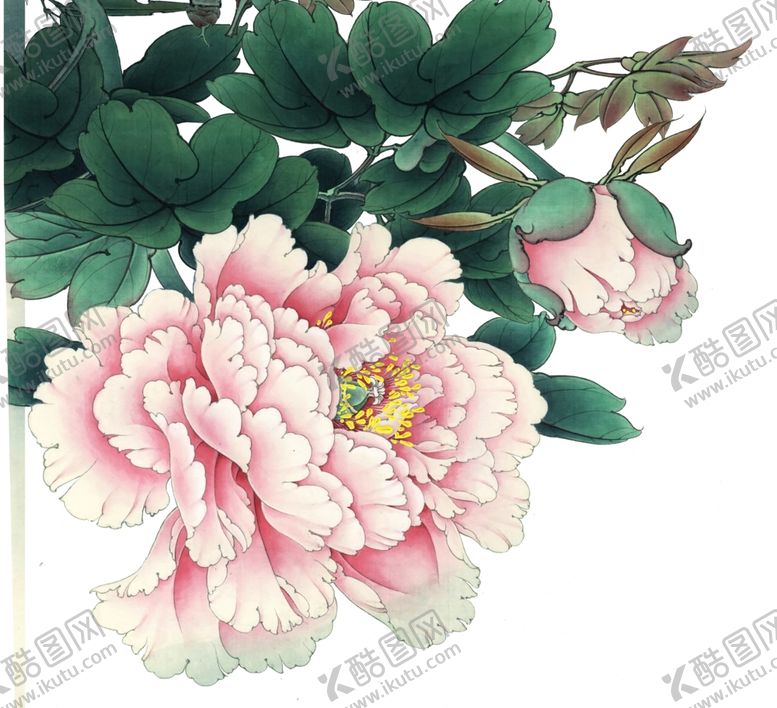 编号：45131809271602368169【酷图网】源文件下载-盛开的粉牡丹