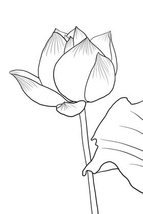 荷花