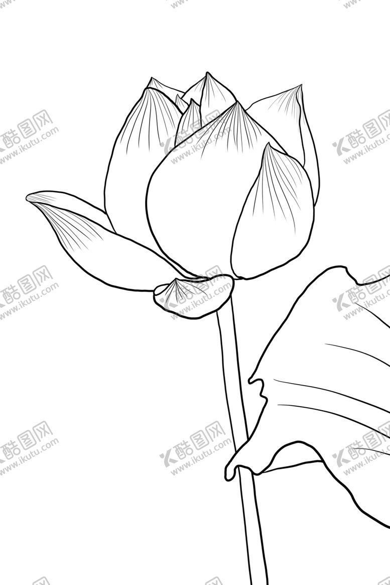 编号：80896005151532378043【酷图网】源文件下载-荷花