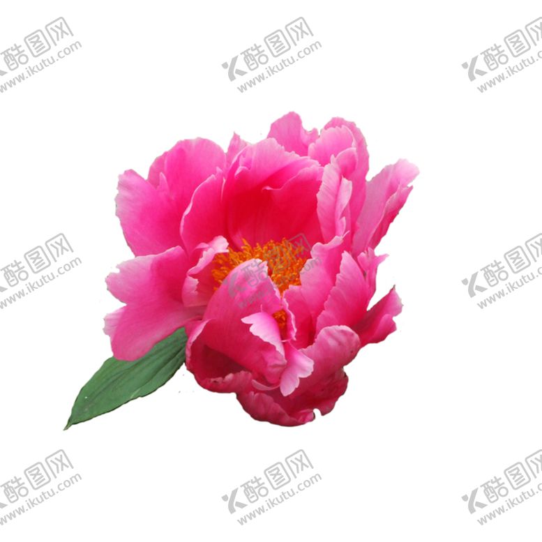 编号：68526607081336149466【酷图网】源文件下载-牡丹花