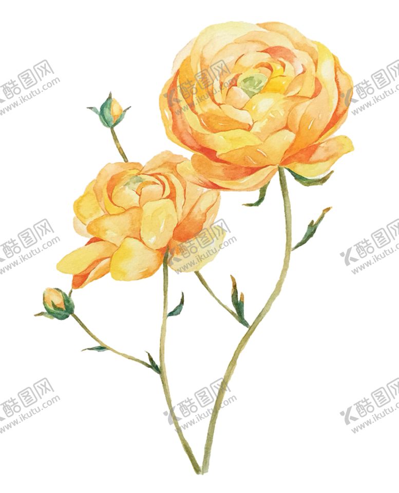 编号：94621509160705065135【酷图网】源文件下载-玫瑰花