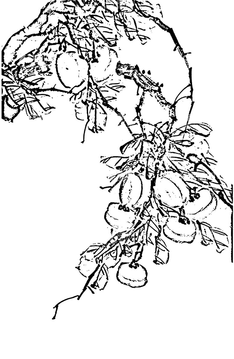 编号：42606411240140552068【酷图网】源文件下载-花鸟白描