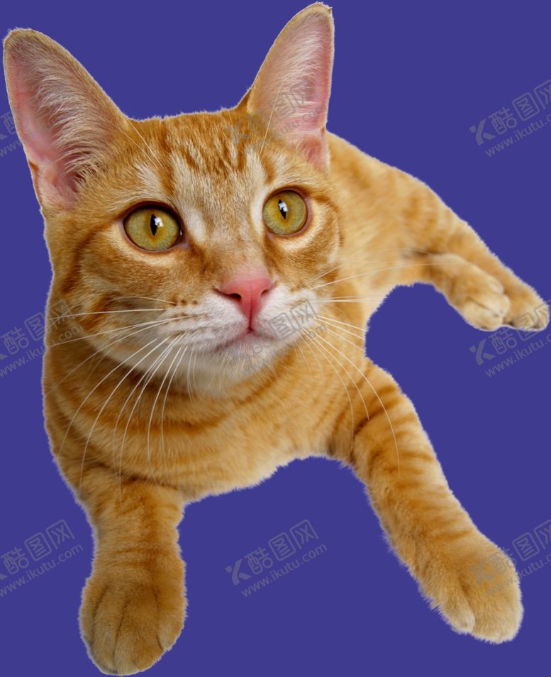 编号：65702602080059176750【酷图网】源文件下载-小猫