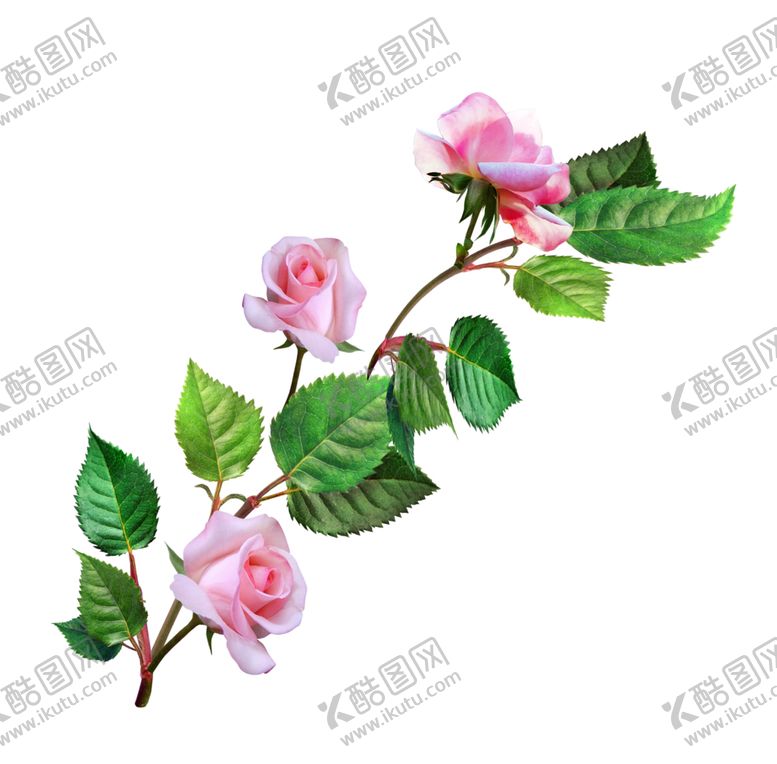 编号：28376504301134089469【酷图网】源文件下载-欧式复古花朵装饰