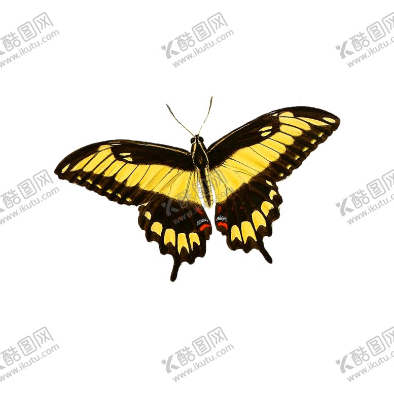 编号：23223205041542319205【酷图网】源文件下载-蝴蝶透明PNG免扣