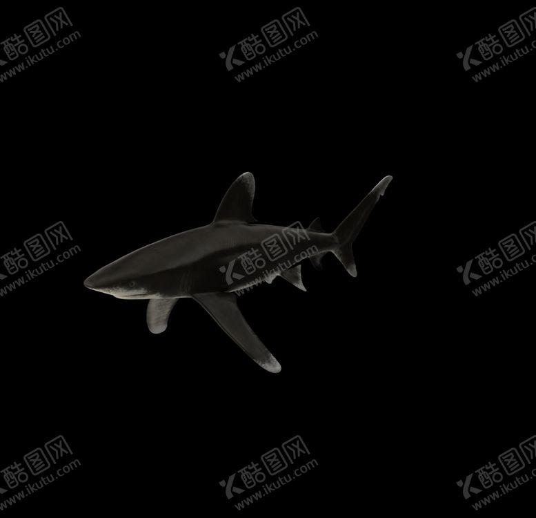 编号：57495909250112026756【酷图网】源文件下载-海洋生物