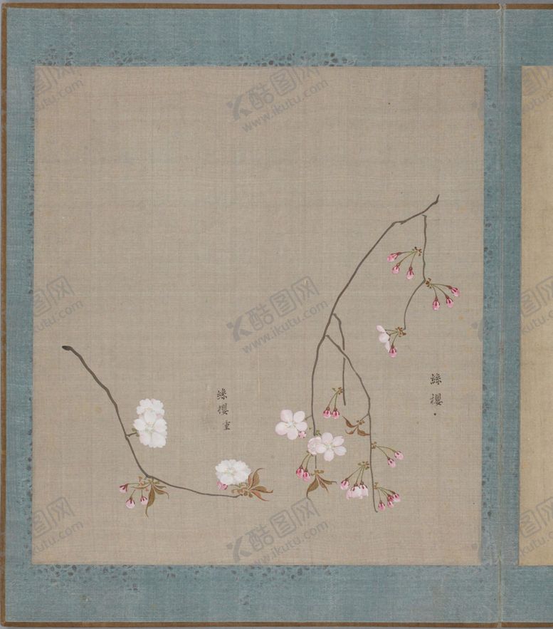 编号：59843703280658249643【酷图网】源文件下载-樱花