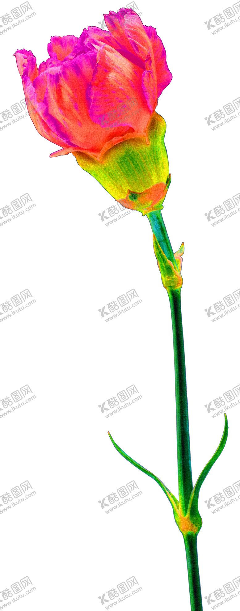 编号：67715906280158292212【酷图网】源文件下载-花素材