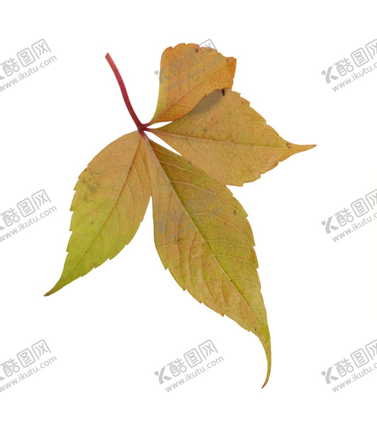 编号：37921609250148548534【酷图网】源文件下载-枫叶