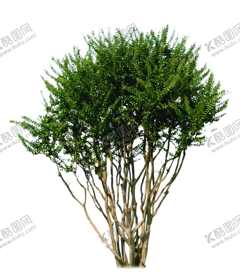 编号：10639510070256407175【酷图网】源文件下载-树丛