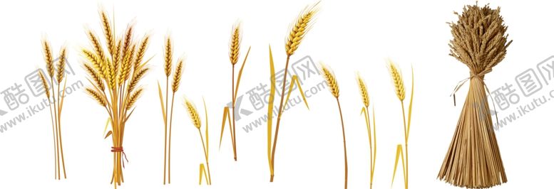编号：54408309191004336102【酷图网】源文件下载-小麦png免扣高清素材