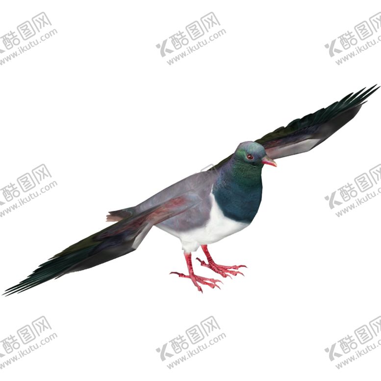编号：38177704211823288278【酷图网】源文件下载-鸽子