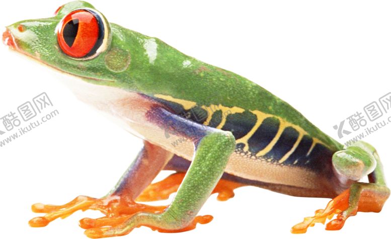 编号：44379010010232226018【酷图网】源文件下载-动物蛙类图谱